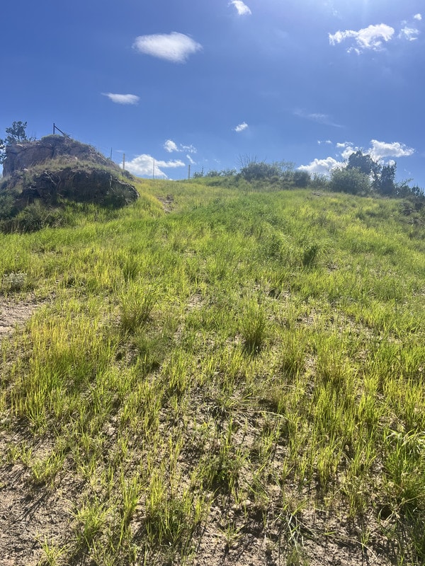After — Pasture Restoration